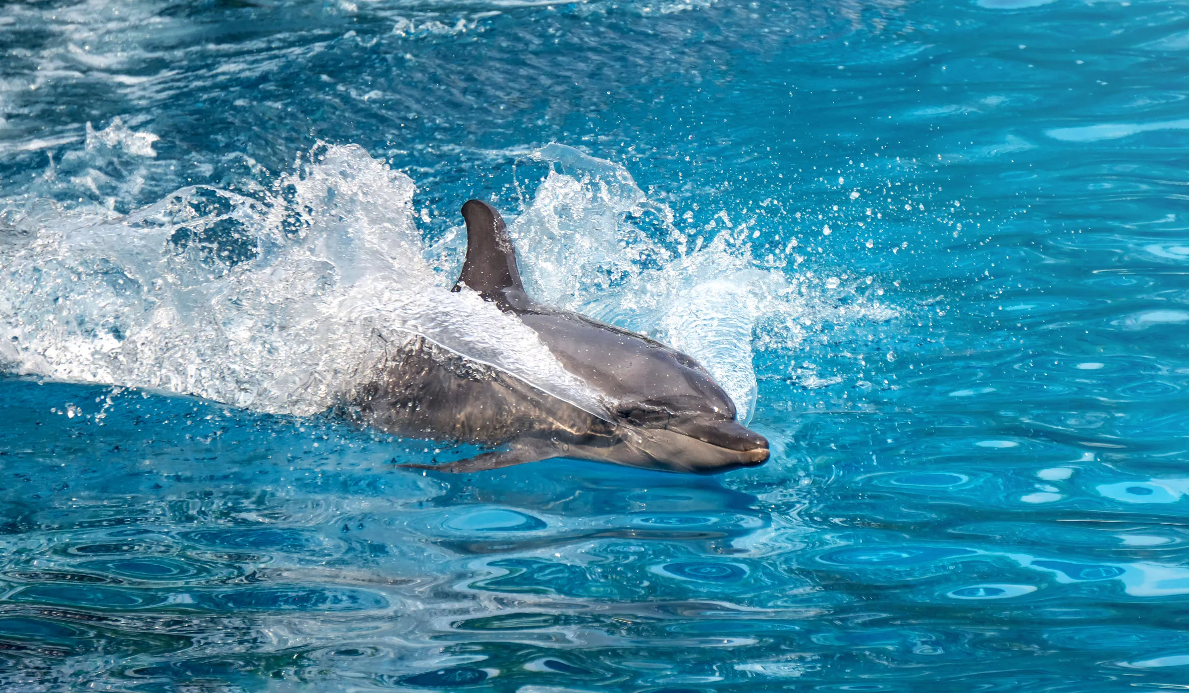 Dauphin surnageant dans l'océan