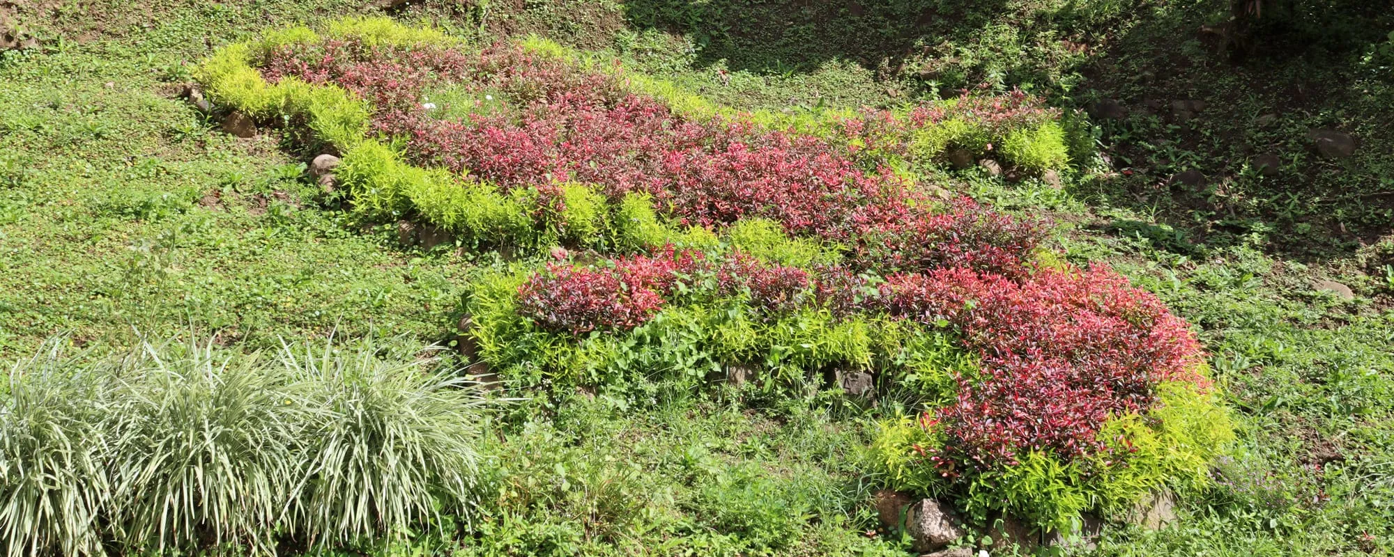 Carte de la Martinique dessinée avec des plantes