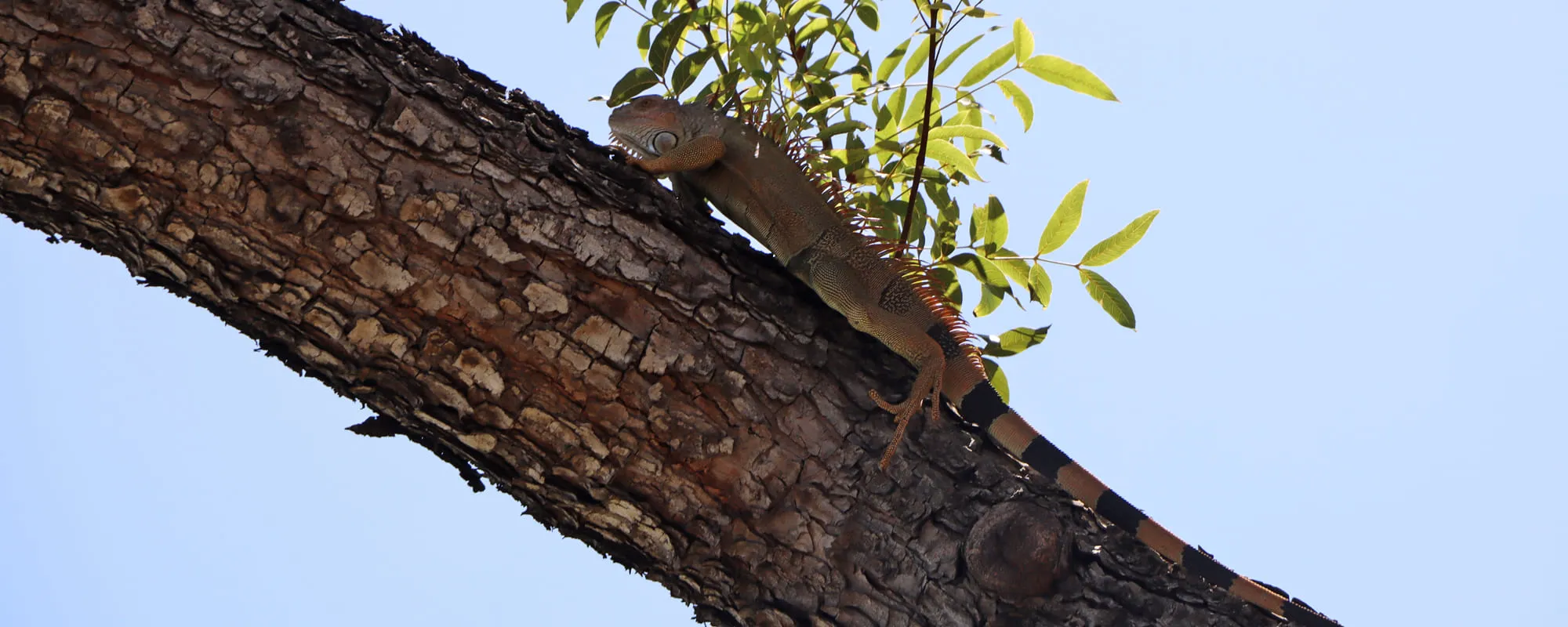 Iguane delicatissima