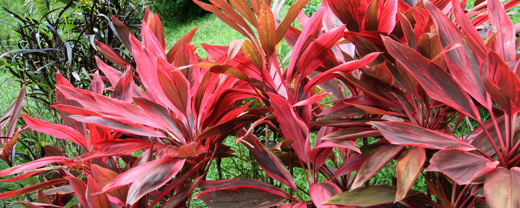 Red leave plant