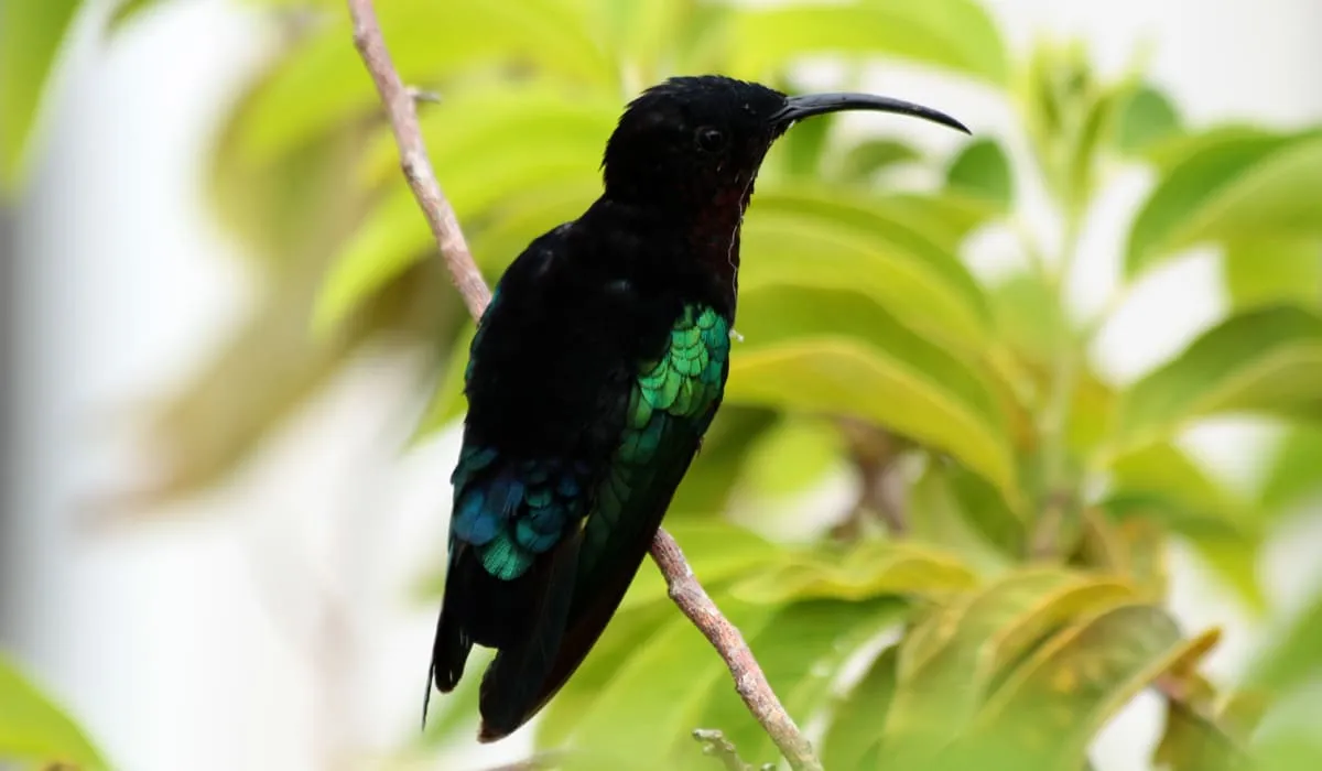 Colibri