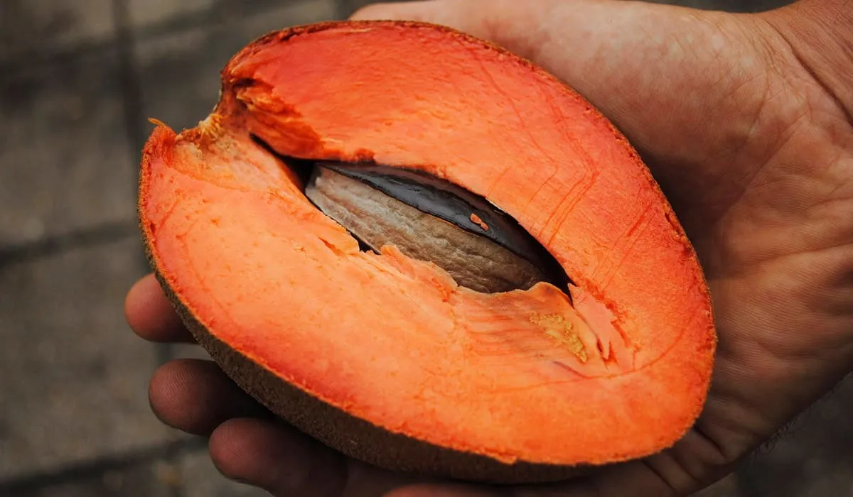 Sapote mamey