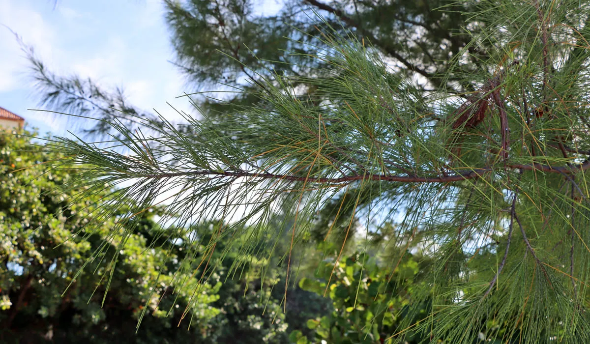 Coastal she-oaks, trees used as Christmas trees in Martinique