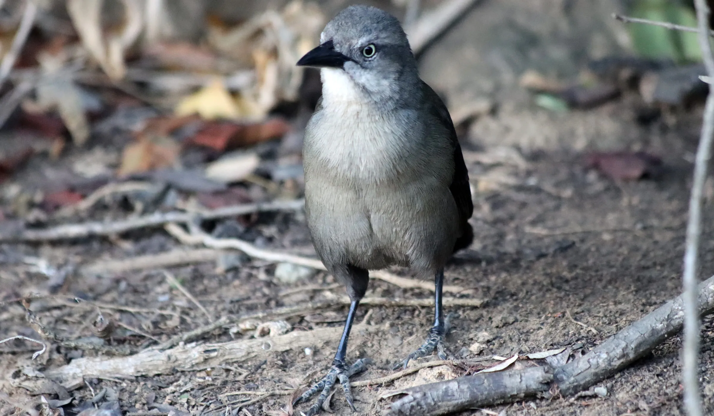 Quiscarle Merle femelle se promenant